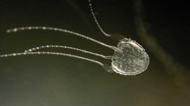The irukandji jellyfish sting causes sweating, anxiety, nausea, vomiting, headaches and palpitations, and has also been known to cause cardiac failure.