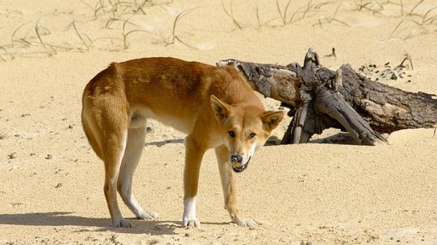 Two dingoes has been euthanised following an attack.