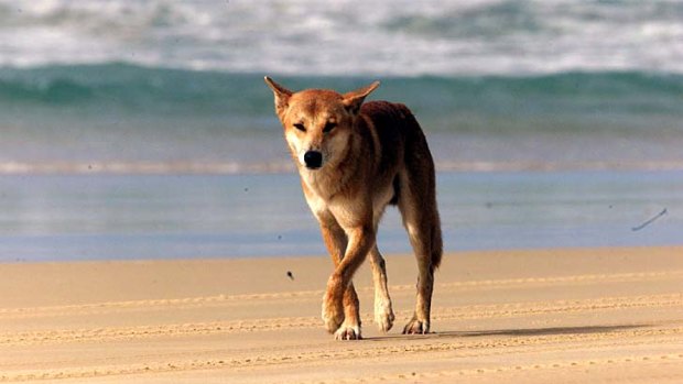 A dingo walks on the beach on the ocean side of Fraser Island.