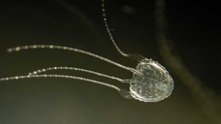 Box Jellyfish Irukandji Jellyfish Cobbler Fish And Stingrays What Is It Like To Be Stung Or Jabbed By These Toxic Animals