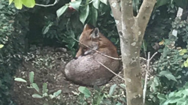 A fox seen in Hunters Hill.