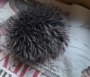 Woman rushes sick hedgehog to vet only to find out it’s a hat pom-pom