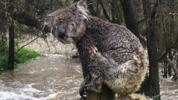 We saw drought and fire ravage koalas but thought they could climb free of floodwaters ... until now