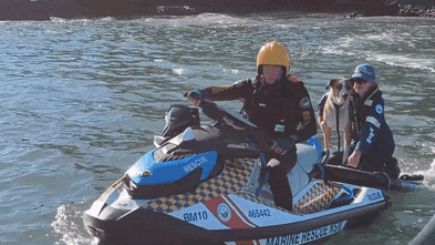 Dog rescued after swimming almost one kilometre to island off NSW coast