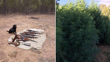 Queensland police unearthed firearms and discovered a cannabis plantation.