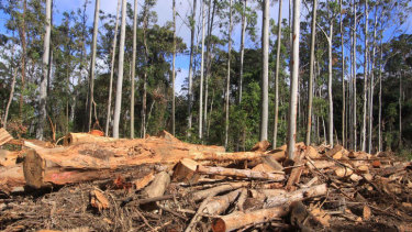 Native forest logging turns out to be opposed by most Australians, including those in regional and rural areas.