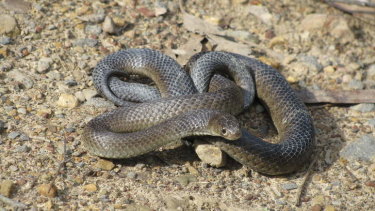 Dogs Twice As Likely To Die From Snake Bite As Cats Research Finds