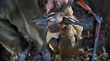 A chemical used in household products and firefighting foam has been found in some wild ducks. 