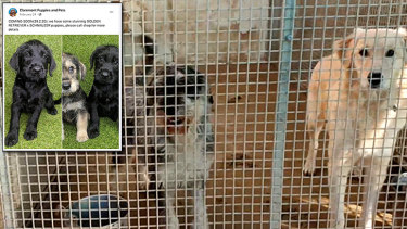 Puppy Farm Sting Strawberry The Boxer Left To Rot While Her Puppies Were Sold To Claremont Pet Shop Thesatorireport