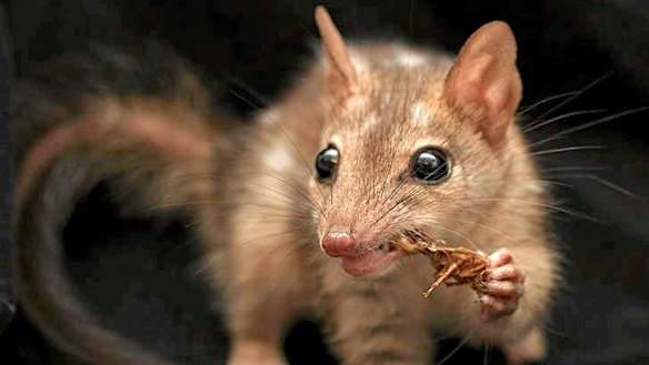 The rare northern quoll.