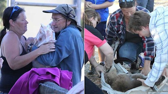 Volunteers take over the care of 38 joeys.