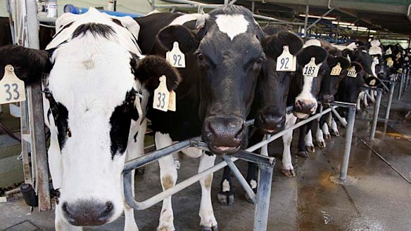 Dairy cows, which produce milk for Fonterra Cooperative Group, on a farm near Auckland.
