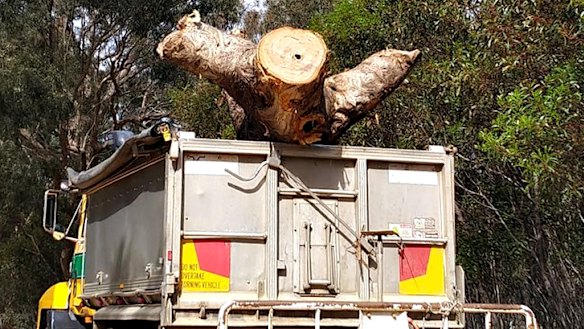 A picture of the tree being removed from site. 