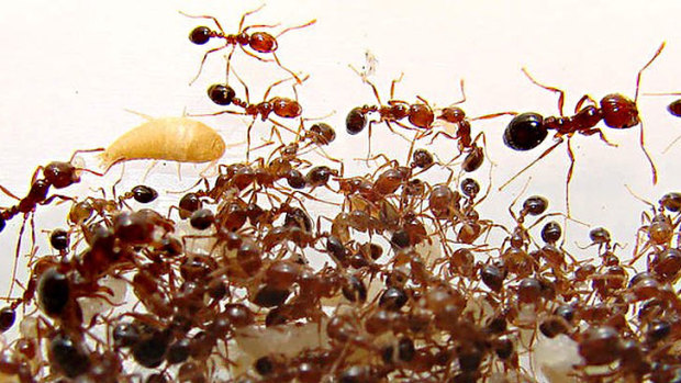The aggressive ants are now emerging from winter hibernation and in search of food across Queensland's south-east.