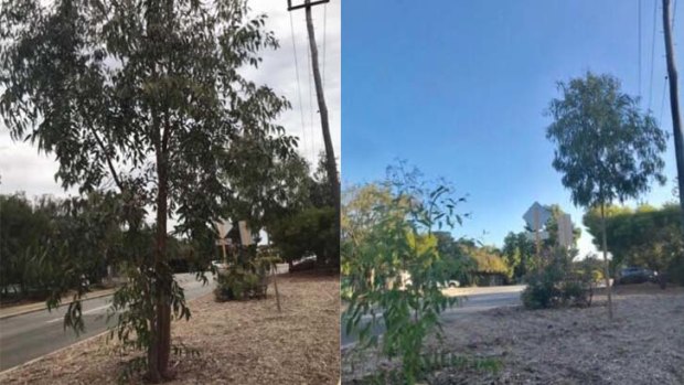 Before (right) and after (left) the tree was cut down.