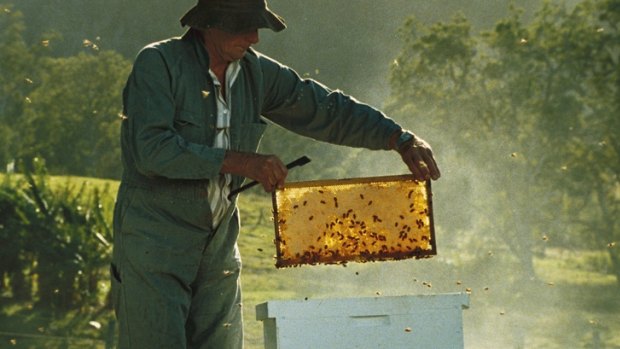 Adulterated honey is threatening Australia's bee hives.  