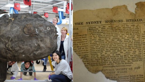 Not your usual news outlet: This  Sydney Morning Herald fragment dated January 26, 1883, was found inside a sunfish.