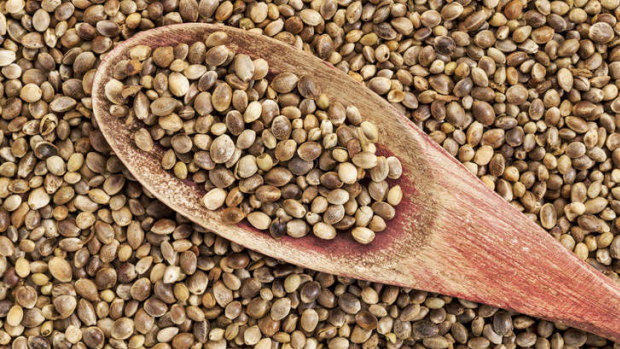 Hemp seeds.... highly nutritious, but some parents are still concerned.