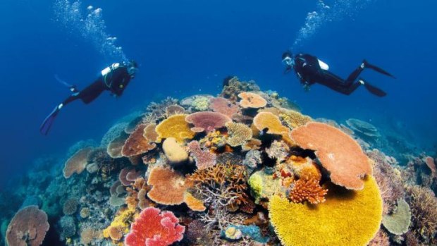 The Great Barrier Reef Foundation would be forced to return $443 million in public funding under a Labor government.