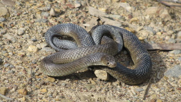 The deadly Eastern brown snake.