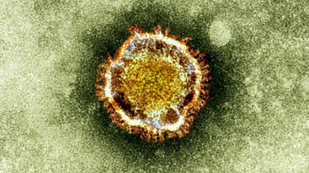 An electron microscope image of a coronavirus. 