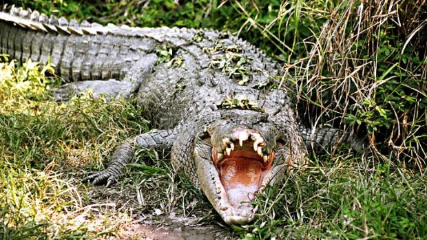 The state Environment Department said the crocodile was about 2.5 metres long.