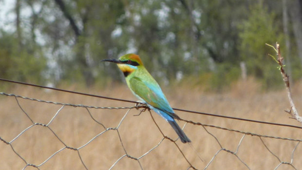 A Rainbow Bee Eater in the Bimblebox Nature Refuge. Farming and conservation groups are asking for extra money to allow extra conservation work on private-run nature refuges in Queensland.