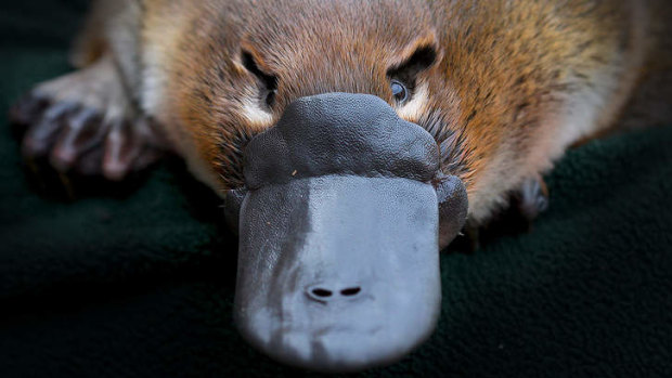 Platypus venom is not life-threatening to humans but can cause spectacular swelling and excruciating pain.