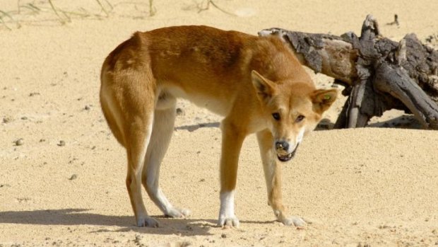 The pure dingo is endangered, following generations of interbreeding with domestic dogs.