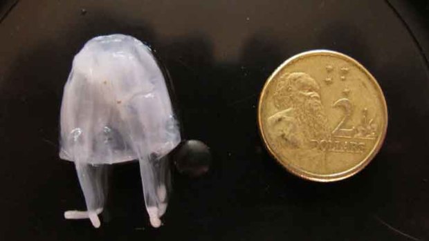 Three people are believed to have been stung by the potentially deadly Irukandji jellyfish at Fraser Island this week.