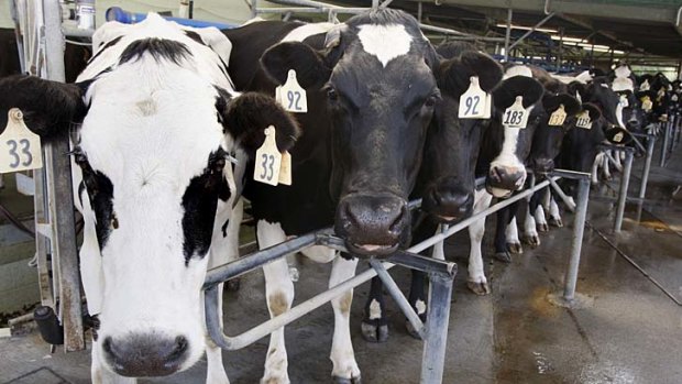 Dairy cows, which produce milk for Fonterra Cooperative Group, on a farm near Auckland.