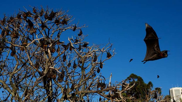 Bats in the Royal Botanic Gardens Sydney.