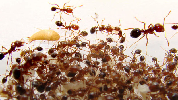 The national red imported fire ant program is still campaigning to stamp out the pest.