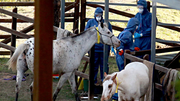 Biosecurity Queensland staff take samples from horses during the Hendra virus outbreak in 2011.
