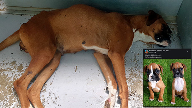 Distressing imagery: Strawberry in her dying minutes, and her puppies being sold in April at Claremont Puppies and Pets.