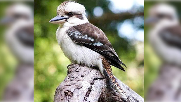 The kookaburra was known to regular patrons at Parkerville Tavern.