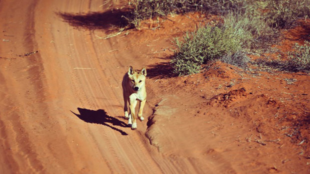 Researchers argue dingoes should be considered a separate species from domestic dogs.