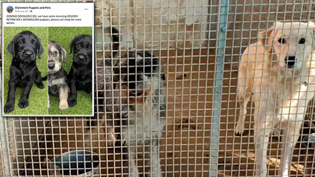 Bare cells, with no bedding, where dogs are kept imprisoned 24/7 according to a whistleblower. The schnauzer-cross and golden retriever pictured are believed to be responsible for the puppies sold at Claremont Puppies and Pet.
