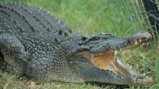 Simmo the crocodile was one of the oldest animals at Perth Zoo.