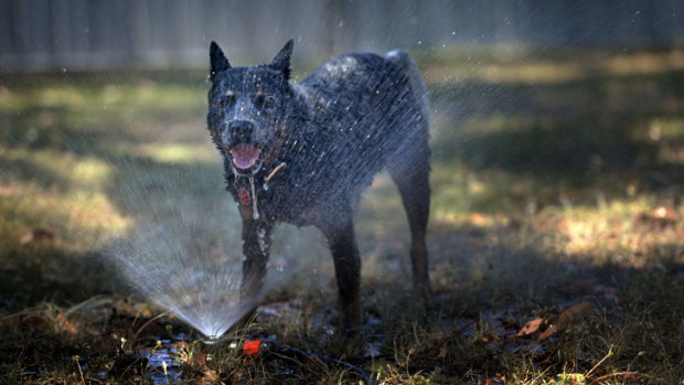 Cooling off under the sprinkler brings sweet relief to Buster the blue heeler.