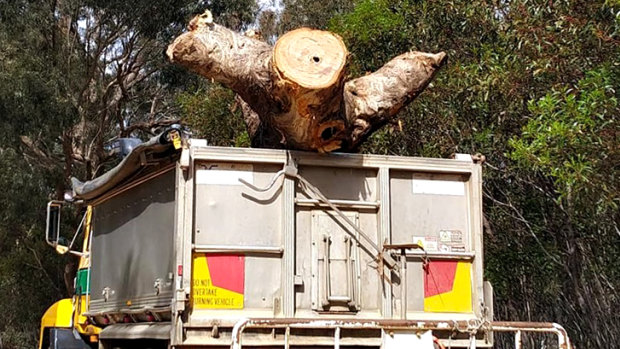 A picture of the tree being removed from site. 