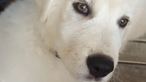 Six of the stolen dogs were Maremma Sheepdog pups similar to this one.