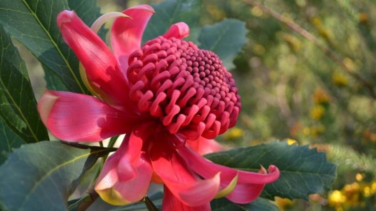 Self Indulgent Waste Is The Waratah Emblem About To Be Plucked
