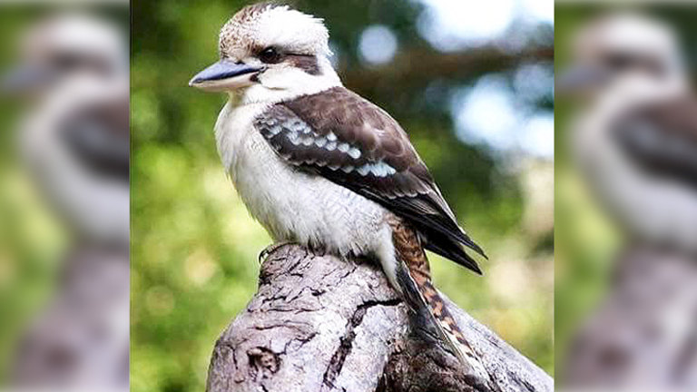 Kevin The Kookaburra Killed By Patron At Parkerville Tavern
