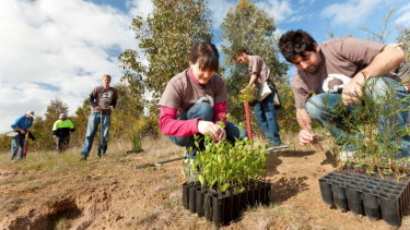 Tree planting and other environmental programs can inject cash into the economy.