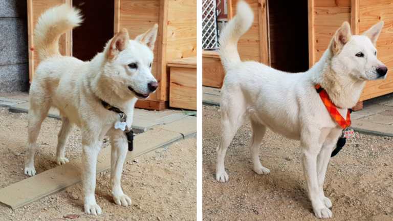 Pungsan dogs Songgang, left, and Gomi, given by North Korean leader Kim Jong-un to his South Korean counterpart Moon Jae-in.