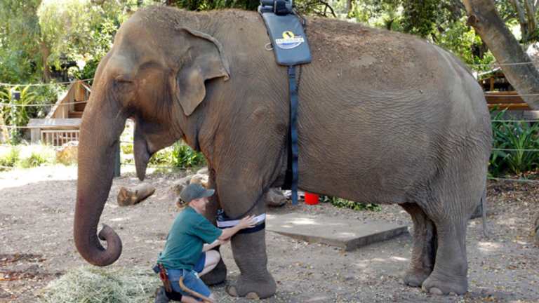 New lions, goodbye to elephants: New era for Perth Zoo