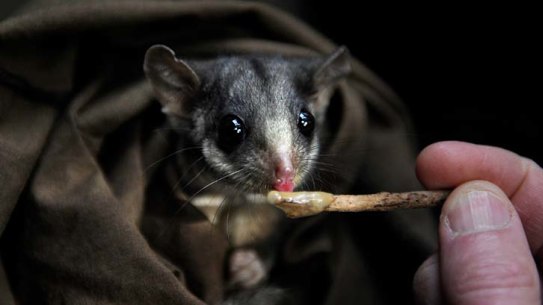 Leadbeater's possum.