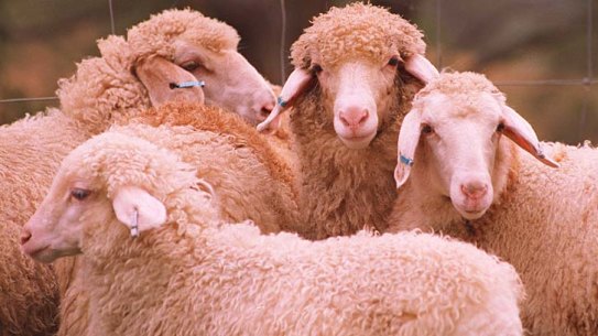 Raised primarily for milk ... Awassi fat tail sheep.