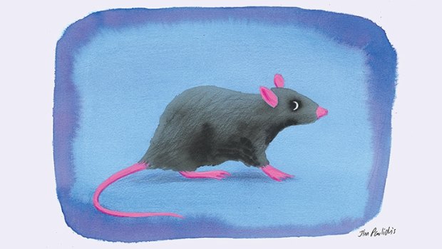 Some say pet rats can’t breed with wild rats. I have 40 reasons to believe otherwise
